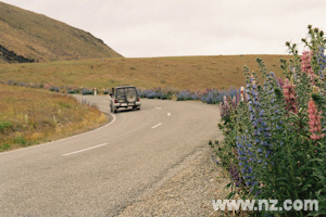 Lupins on the side of the road in the Mackenzie Basin